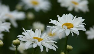 Preview wallpaper chamomile, field, flowers, grass