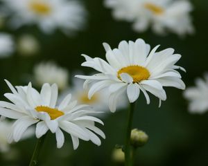 Preview wallpaper chamomile, field, flowers, grass