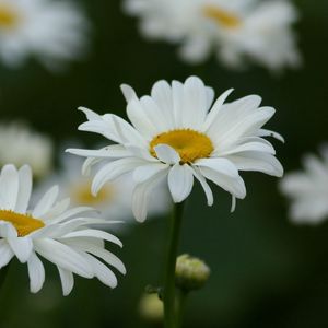 Preview wallpaper chamomile, field, flowers, grass