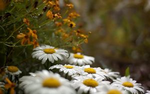 Preview wallpaper chamomile, field, grass, drop