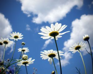 Preview wallpaper chamomile, field, sky, clouds, clear, sunny