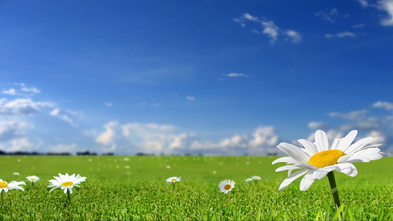 Wallpaper chamomile, field, sky, nature, sun, grass