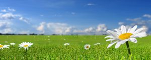 Preview wallpaper chamomile, field, sky, nature, sun, grass