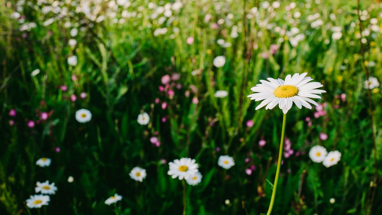 Wallpaper chamomile, field, summer, blur