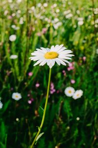 Preview wallpaper chamomile, field, summer, blur