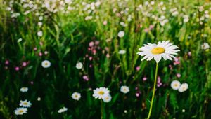 Preview wallpaper chamomile, field, summer, blur