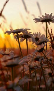 Preview wallpaper chamomile, field, sunset, sky, nature