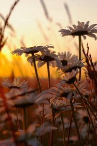 Preview wallpaper chamomile, field, sunset, sky, nature