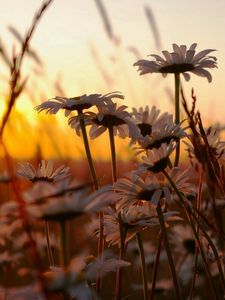 Preview wallpaper chamomile, field, sunset, sky, nature