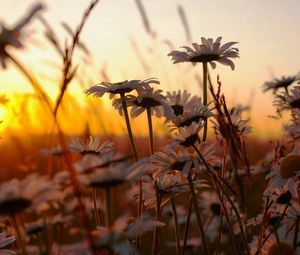 Preview wallpaper chamomile, field, sunset, sky, nature