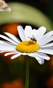 Preview wallpaper chamomile, flies, insects