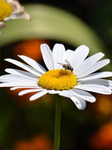 Preview wallpaper chamomile, flies, insects