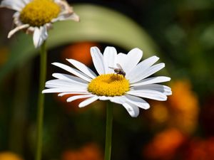 Preview wallpaper chamomile, flies, insects