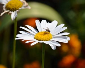 Preview wallpaper chamomile, flies, insects