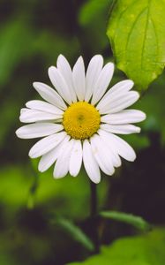 Preview wallpaper chamomile, flower, blur, petals, greens