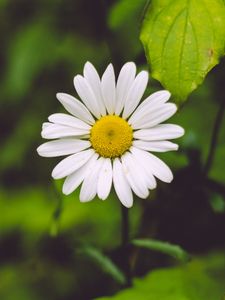 Preview wallpaper chamomile, flower, blur, petals, greens