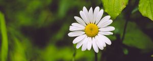 Preview wallpaper chamomile, flower, blur, petals, greens