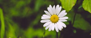 Preview wallpaper chamomile, flower, blur, petals, greens