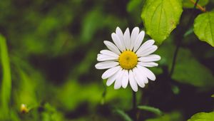 Preview wallpaper chamomile, flower, blur, petals, greens