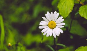 Preview wallpaper chamomile, flower, blur, petals, greens