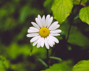 Preview wallpaper chamomile, flower, blur, petals, greens