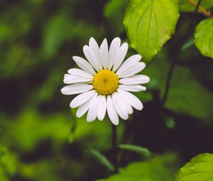 Preview wallpaper chamomile, flower, blur, petals, greens