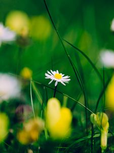 Preview wallpaper chamomile, flower, blur, petals
