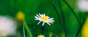 Preview wallpaper chamomile, flower, blur, petals