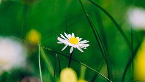 Preview wallpaper chamomile, flower, blur, petals