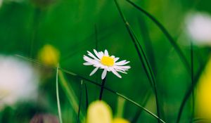 Preview wallpaper chamomile, flower, blur, petals