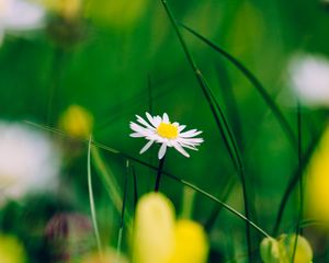 Preview wallpaper chamomile, flower, blur, petals