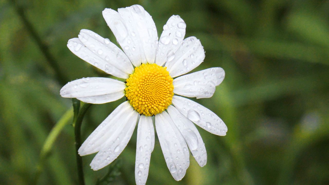 Wallpaper chamomile, flower, drops, macro, petals