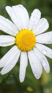 Preview wallpaper chamomile, flower, drops, macro, petals