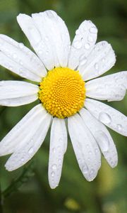 Preview wallpaper chamomile, flower, drops, macro, petals