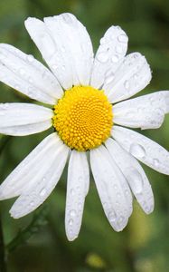 Preview wallpaper chamomile, flower, drops, macro, petals