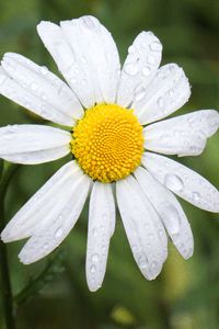 Preview wallpaper chamomile, flower, drops, macro, petals