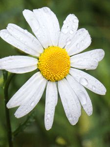 Preview wallpaper chamomile, flower, drops, macro, petals