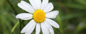 Preview wallpaper chamomile, flower, drops, macro, petals