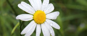 Preview wallpaper chamomile, flower, drops, macro, petals