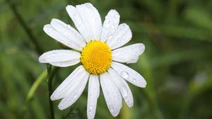 Preview wallpaper chamomile, flower, drops, macro, petals