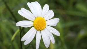 Preview wallpaper chamomile, flower, drops, macro, petals