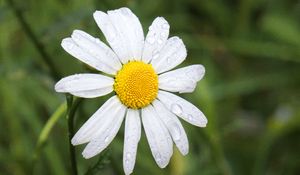 Preview wallpaper chamomile, flower, drops, macro, petals