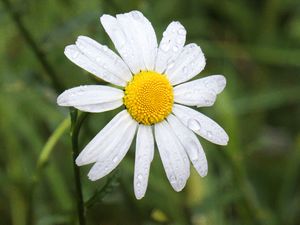 Preview wallpaper chamomile, flower, drops, macro, petals