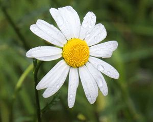 Preview wallpaper chamomile, flower, drops, macro, petals