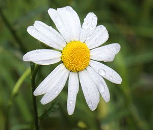 Preview wallpaper chamomile, flower, drops, macro, petals