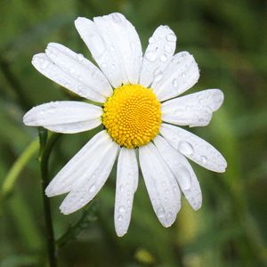 Preview wallpaper chamomile, flower, drops, macro, petals