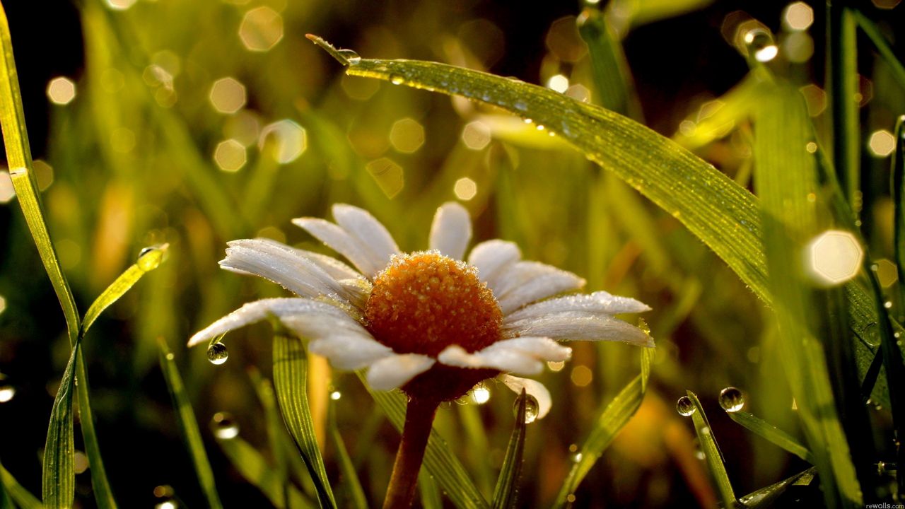 Wallpaper chamomile, flower, drops, grass