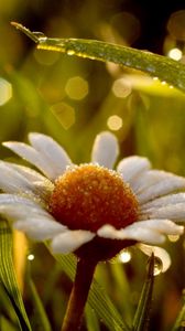 Preview wallpaper chamomile, flower, drops, grass