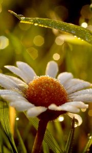 Preview wallpaper chamomile, flower, drops, grass