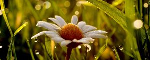 Preview wallpaper chamomile, flower, drops, grass